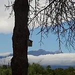 L'albero Di Antonia