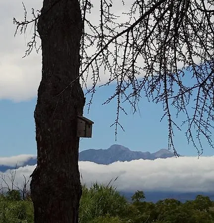 L'albero Di Antonia