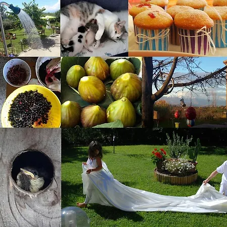 L'albero Di Antonia Atri