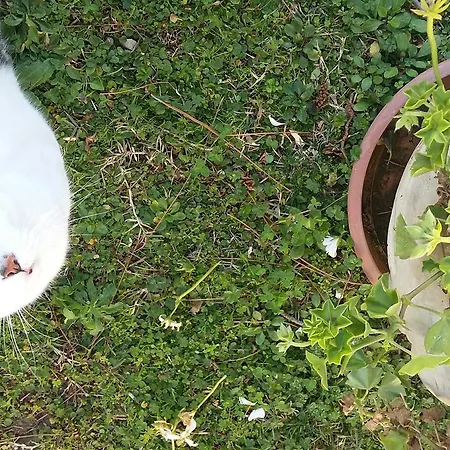 L'albero Di Antonia Atri