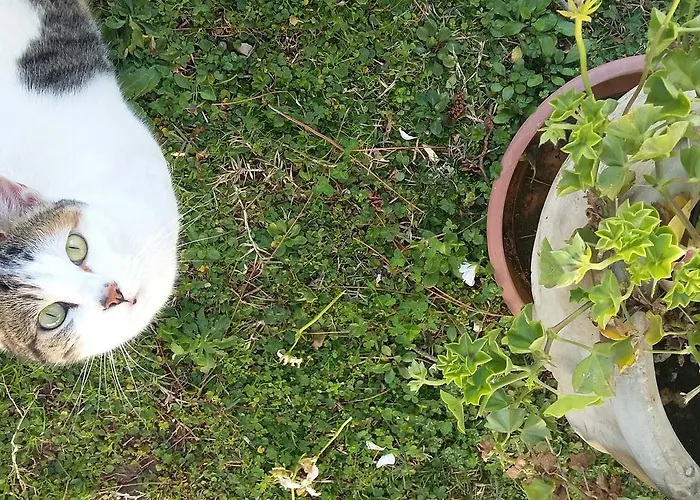 L'albero Di Antonia Atri